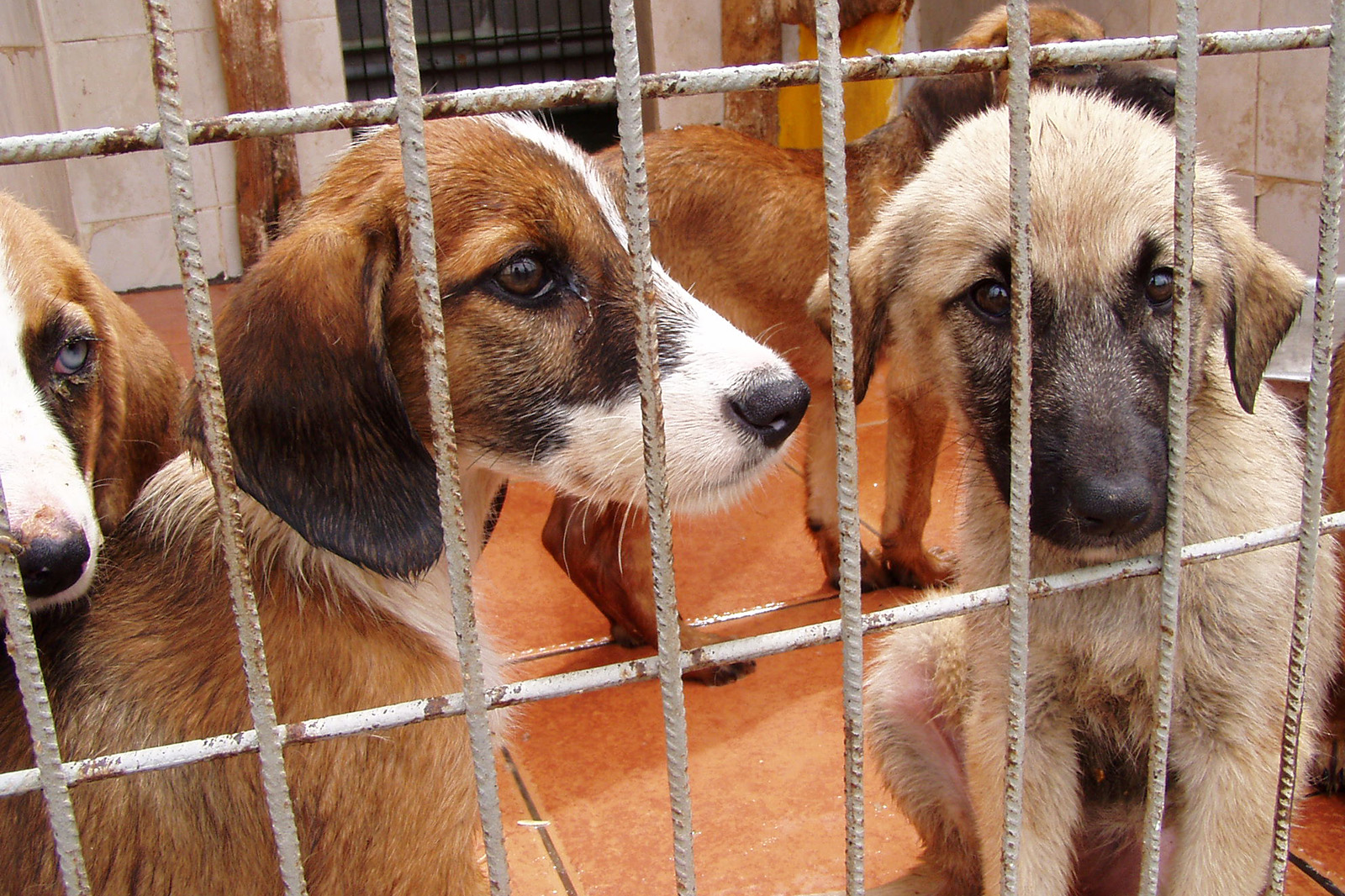 Auslandstierschutz – weil Tierleid keine Ländergrenzen kennt