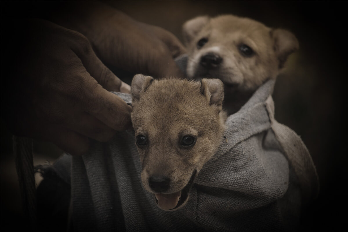 Hundewelpen im Sack