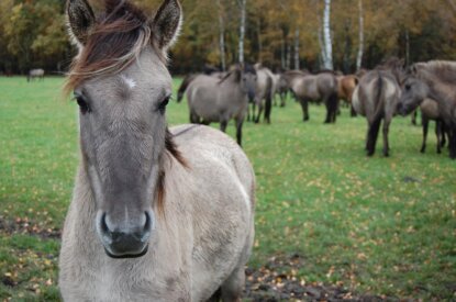 Pferd im Fokus auf der Wiese