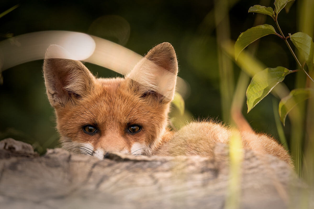 Wildtiere: Wo sie leben und wie sie verdrängt werden