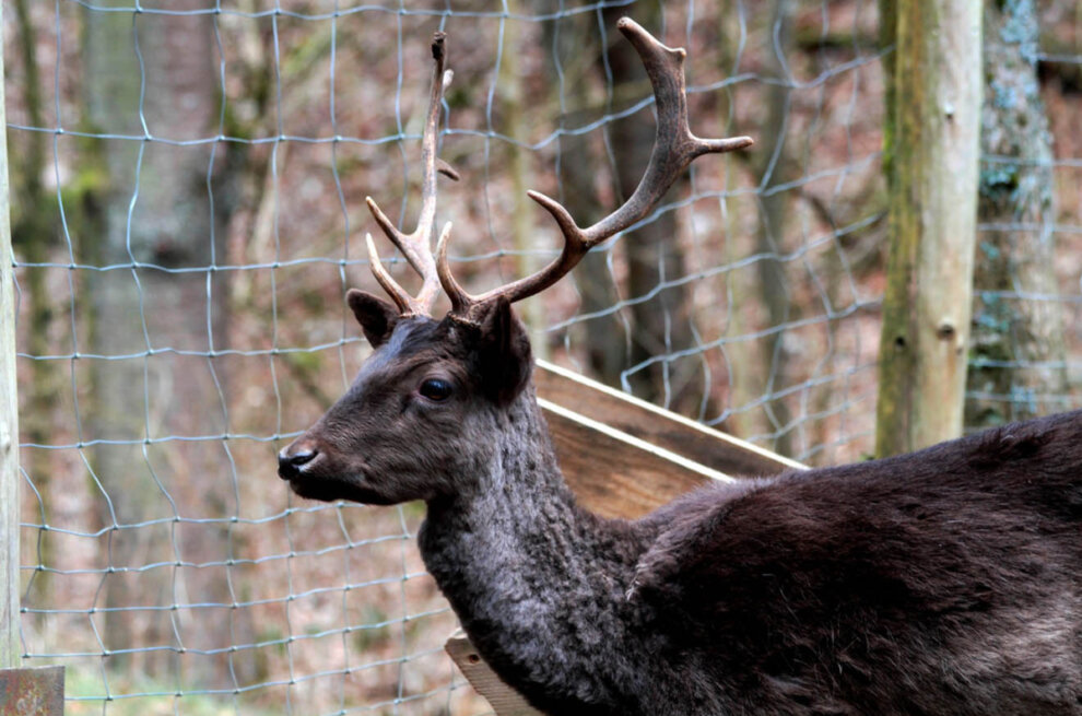 Ein Hirsch im Wald