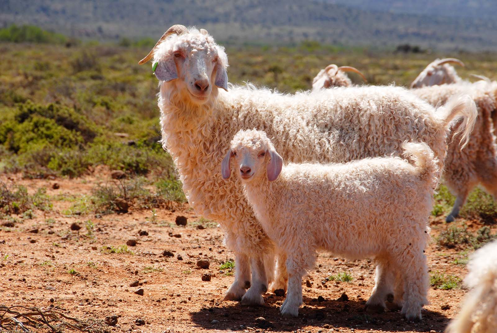 Diese zahlreichen Unternehmen verbannen Wolle aus Mohair