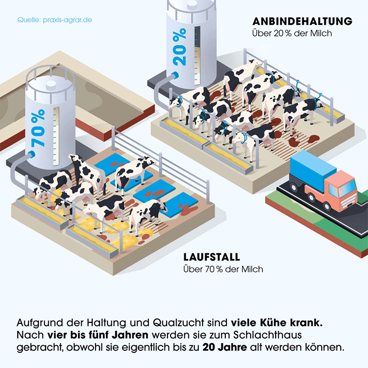 Grafik. Leben einer Kuh in der Milchindustrie