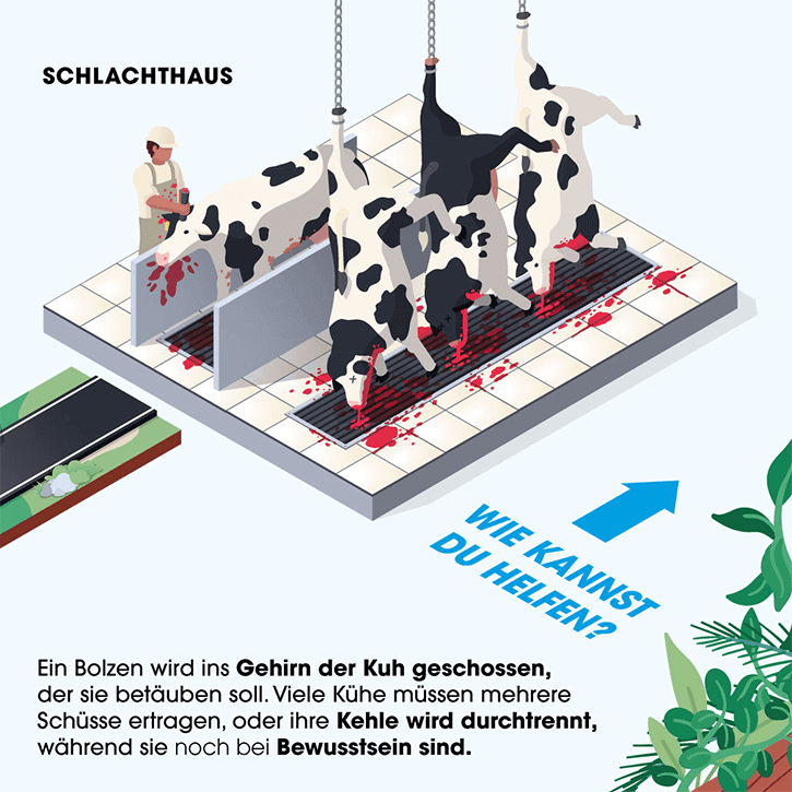 Grafik. Leben einer Kuh in der Milchindustrie