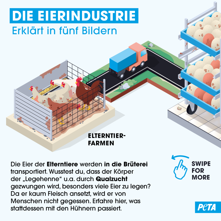 Grafik Die Eierindustrie