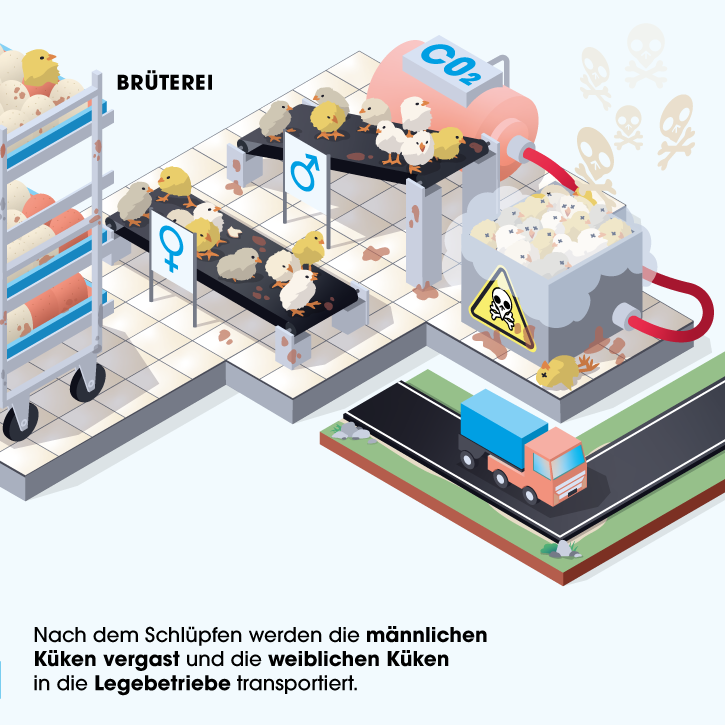 Grafik Brüterei