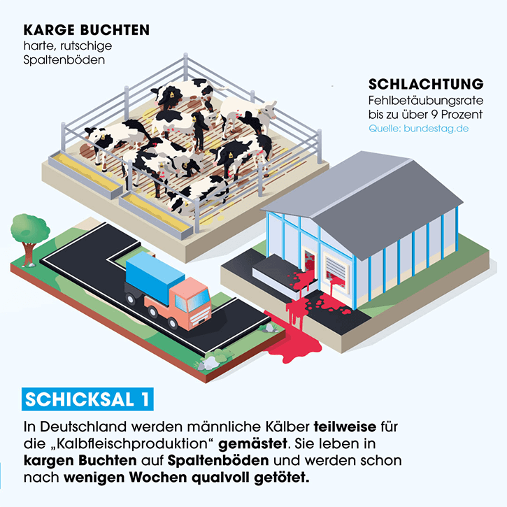 Grafik Schicksal von Kaelbern