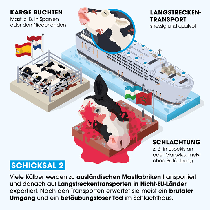 Grafik Schicksal von Kaelbern