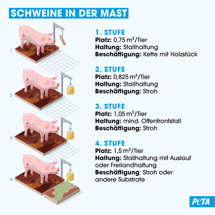 Haltungsform Schweine in der Mast