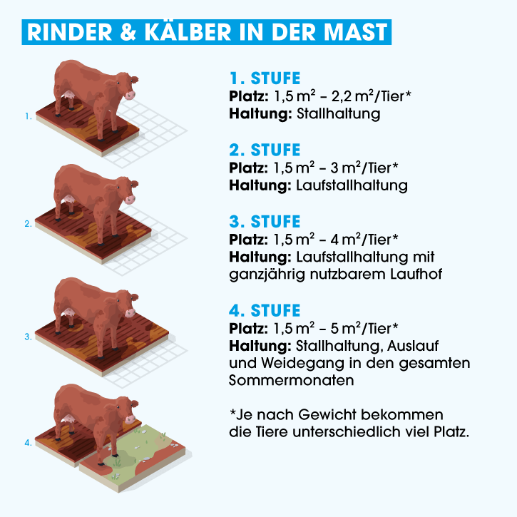 Haltungsform Rinder in der Mast