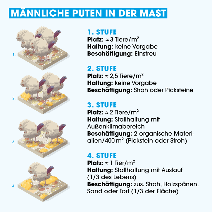 Haltungsform maennliche Puten in der Mast