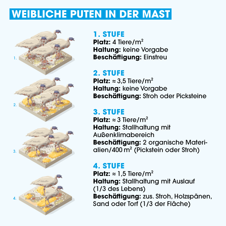 Haltungsform Puten in der Mast