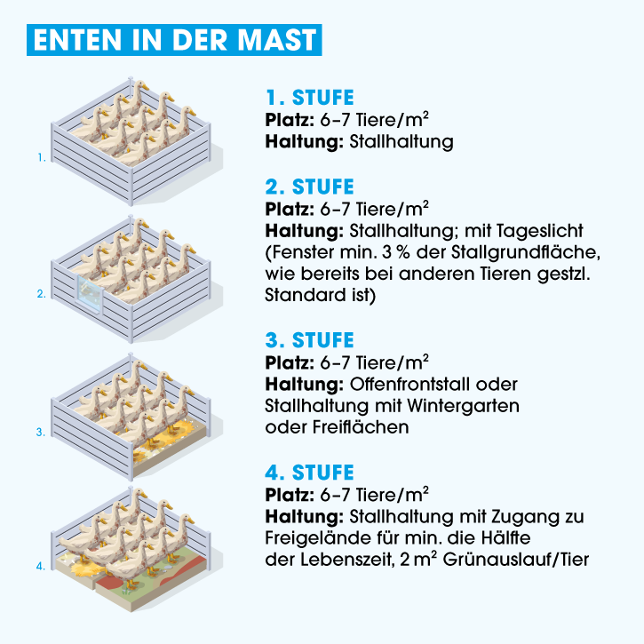 Haltungsform Enten in der Mast